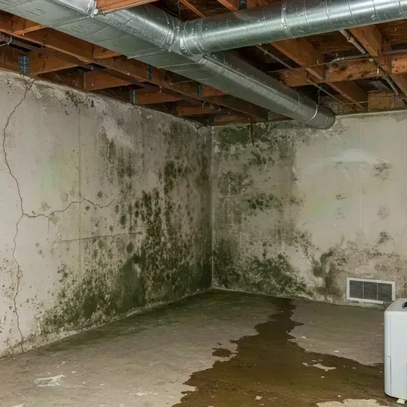 Professional Mold Removal in Pine Manor, FL